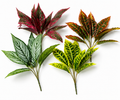 Ruscus Leaf Bush – Artificial Green Bush
