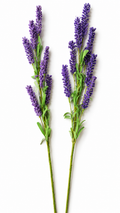 Mini Bell Sprig Stem – Artificial Stem Flower