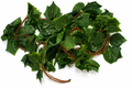 Grape Ivy Leaf Branch – Artificial Green Bush