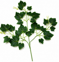 Banana Leaf Branch – Artificial Green Bush